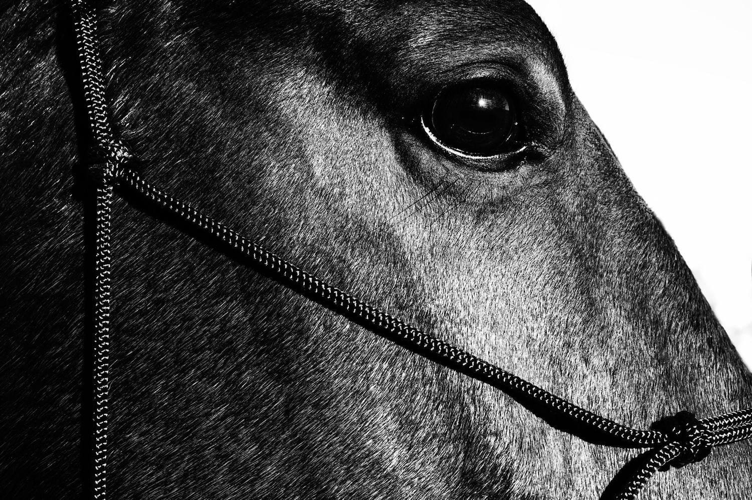 photographie equestre, chevaux, equitation, art, black and white, colors, sport, portrait