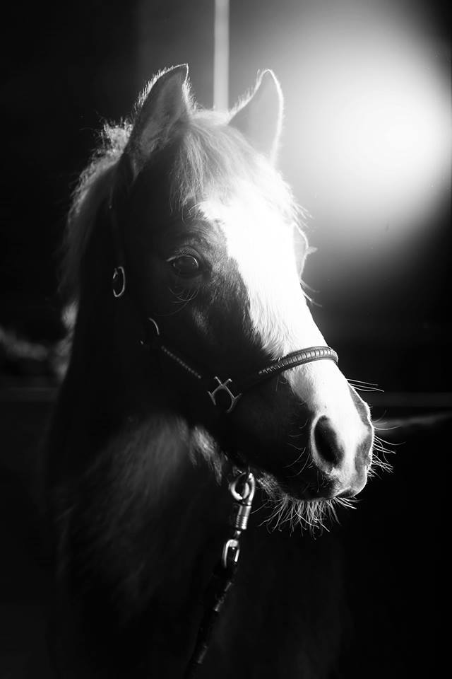 photographie equestre, chevaux, equitation, art, black and white, colors, sport, portrait